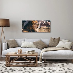 Egy fekvő oroszlán képe (120x50 cm)