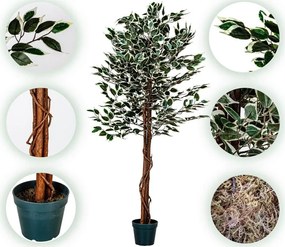 PLANTASIA Műnövény fikusz 160 cm