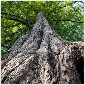 Poszterek 100x100 Fa Fák Kilátás