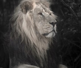 Poszter 60x50cm Oroszlán, Assaf Frank