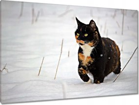 Képek 120x80 Cica Cicák Macskák