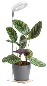 LED fényerőszabályozható asztali lámpa növénytermesztéshez VERDI LED/5W/5V 1300K fehér