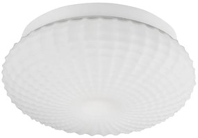 Clam