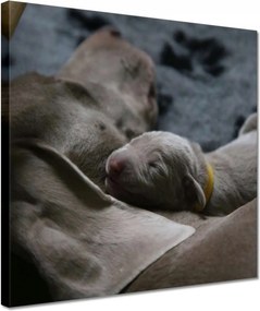 Vászonkép 30x30 Kutya Kutyák