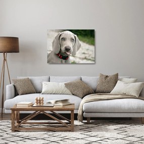 Kép - weimaraner kölyökkutya (üvegen) (70x50 cm)