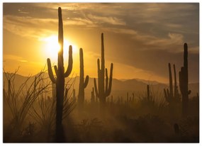 Kép - Saguaro kaktuszok (70x50 cm)