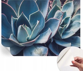 Öntapadós Dekoratív Fotótapéta Hálószobába Zöld aloe vera 208x146 cm