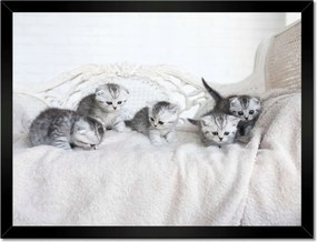 Poszterek keretben 40x30 Cica Cicák