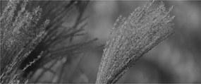Kép - Szárított pampafű (120x50 cm)