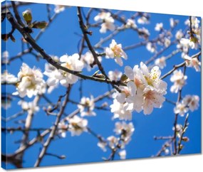 Vászonkép 40x30 Almafa virág