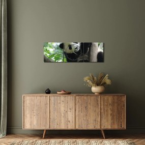 Kép - Panda a fán (órával) (90x30 cm)