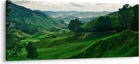 Kép - Teaültetvények Malajziában (120x50 cm)
