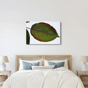 Kép - Rózsalevél (90x60 cm)