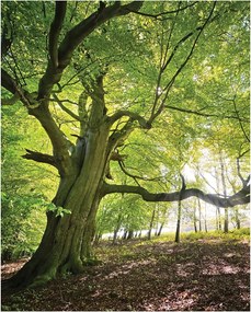 Fotótapéta flizelina Erdei napsugarak és árnyék Öreg tölgy 206x275 +ragasztó