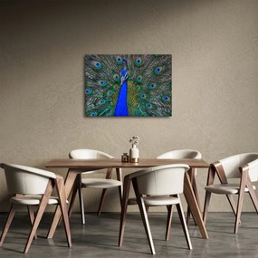 Kép - Páva (70x50 cm)