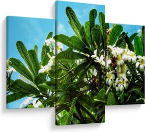 Kép - Plumeria (90x60 cm)