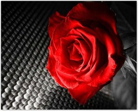 Poszterek 50x40 Piros a szürke között