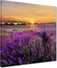 Vászonkép 40x40 Levendula naplemente