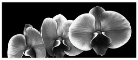 Egy orchidea virág képe (120x50 cm)