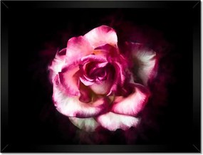 Poszterek keretben 40x30 Nagyvirágú rózsa Rózsa