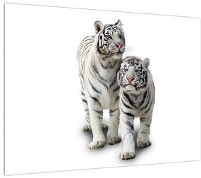 Fehér tigris képe (70x50 cm)