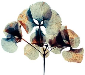 Művészeti fotózás Pressed and dried dry  flower, andersboman, (40 x 26.7 cm)