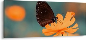 Kép - pillangó narancssárga virágon (120x50 cm)