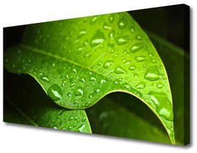 Vászonkép Dew Drops Leaf 100x50 cm