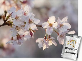 Fotótapéta Cseresznyevirágok Természet Hálószoba Nappali Tapéta Flizelina 350x250