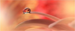Virágos harmatcsepp képe (120x50 cm)