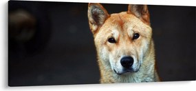Kutya képe (120x50 cm)