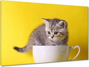 Vászonkép 90x60 Cica