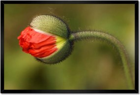 Poszter keretben 60x40 Pipacs Virágok