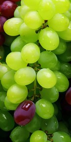 Poszter 50x100cm Szőlő kaleidoszkóp