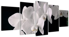Kép - fehér, orchidea (150x70cm)