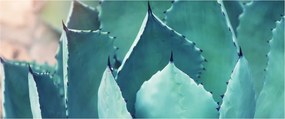 Kép - Szukulent (120x50 cm)