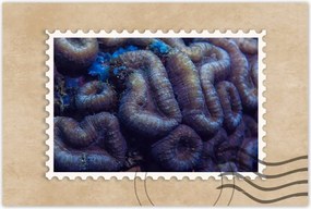 Poszterek 120x80 Vad természet az óceánban