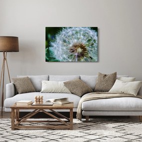 Elvirágzott pitypang képe (90x60 cm)