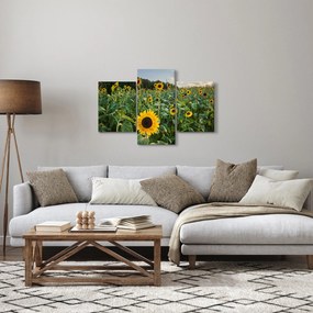 Kép - Napraforgómező II. (90x60 cm)