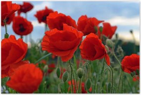 Poszterek 120x80 Mezei pipacsok az égbolt hátterében