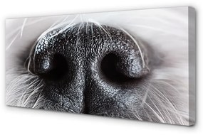 Canvas képek kutya orrát 100x50 cm