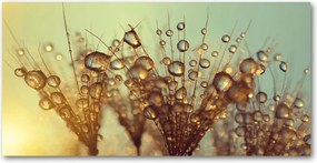 Fotó üvegkép Pitypang magok 140x70