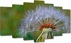 Vászonkép 140x80 Pitypang Virág Virágok