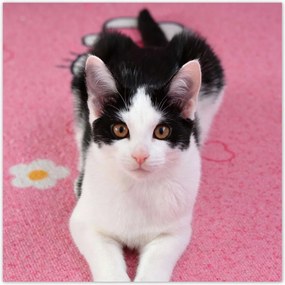 Poszterek 30x30 Cica Cicák