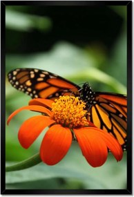 Poszterek keretben 40x60 Pillangó