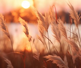 Poszter 60x50cm Arany Nyugat