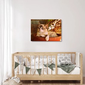 Macska a virágcserépben képe (üvegen) (70x50 cm)