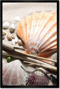 Poszterek keretben 40x60 Kagylók a balti tengerpartról