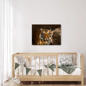 Tigris képe (70x50 cm)