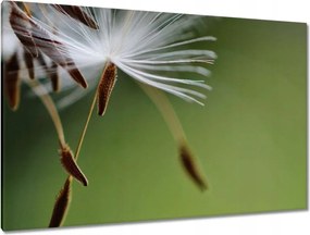 Vászonkép 120x80 Pitypang Virág Virágok